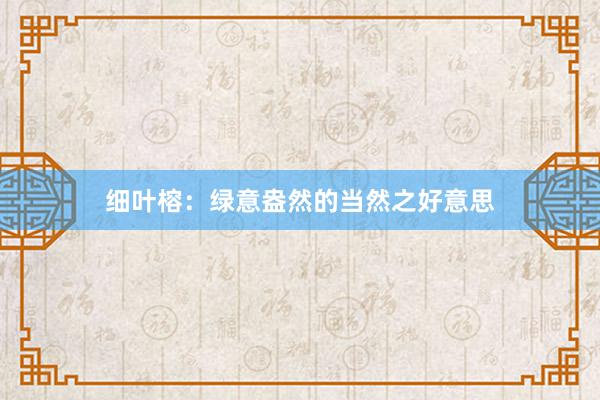 细叶榕：绿意盎然的当然之好意思